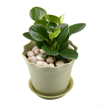 【景逸丽都】豆瓣绿 耐干生命力强 植物花卉绿