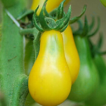 花堇 蔬菜种植 番茄 西红柿 蔬菜水果种子大全 