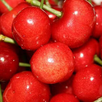 山东大樱桃 净重1KG