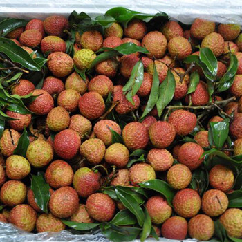 海南妃子笑荔枝2kg