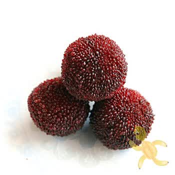 福建东魁杨梅3.5kg 新鲜杨梅