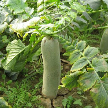 潍坊特产 正宗潍县青萝卜4900g