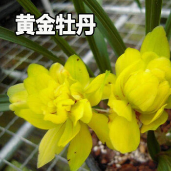 兰花春兰九仙牡丹浓香型室内盆栽促销皇冠能黄金牡丹5苗连体不含盆