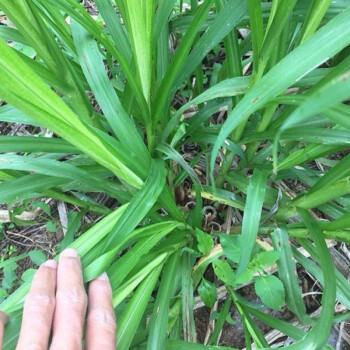 颜集卉新鲜新型皇竹草甜象草巨菌草多年生牧草种子种节种巨菌草200节