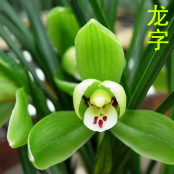 兰花春兰老八种兰花苗宋梅办公室内庭绿植盆栽花卉龙字组培3苗