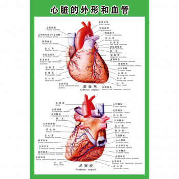 心脏结构示意图人体内脏解剖示意图医学宣传挂图人体器官心脏结构图