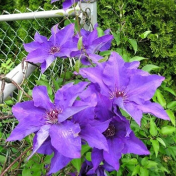 铁线莲花苗重瓣铁线莲爬藤植物花苗大苗庭院花卉盆栽观花植物室内花