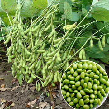 菜毛豆种子大粒大豆鲜食青豆种子早熟高产农家春夏季播蔬菜200克简装