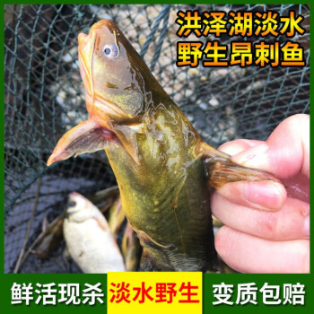 野生黄骨鱼新鲜黄辣丁黄颡鱼炖汤滋补昂刺鱼黄刺鱼鲜活现杀淡水鱼 昂