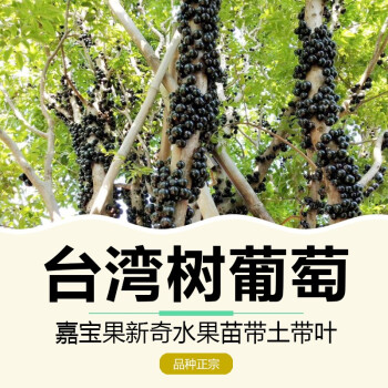 名贵珍稀树种台湾树葡萄嘉宝果树苗改良沙巴新品种四季开花结果盆栽