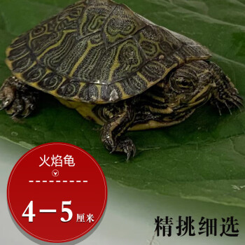 茶巷友名 火焰龟深水龟活物家养迷你纯种活泼小乌龟学生宠物观赏龟苗