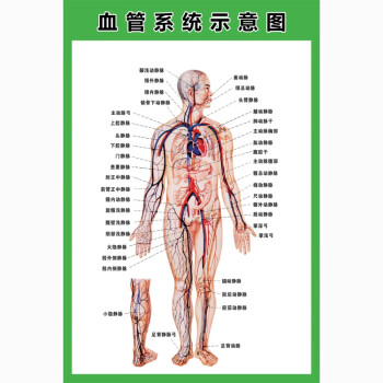 人体器官结构挂图人体内脏结构解剖示意图医学宣传挂图人体器官心脏