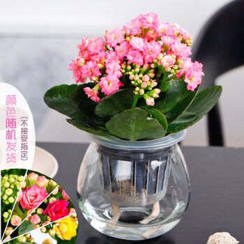 长寿花植物盆栽花卉室内盆景重瓣带花苞绿植办公室盆栽水培植物水培