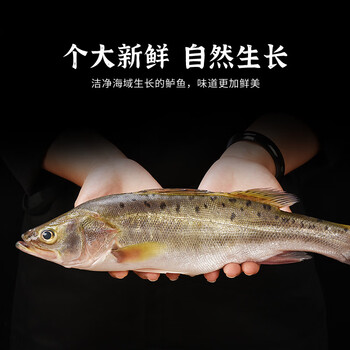 新鲜鲈鱼3条鲜活冷冻海鲜深海鱼水产清蒸鲈鱼红烧七星海鲈鱼商用 腾旺