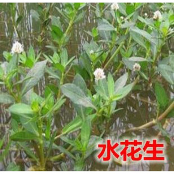 草鱼吃的水草鱼塘草种子苦草水花生轮叶黑藻小龙虾鱼蟹养殖水草籽特级