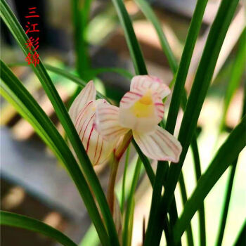 耐寒抗冻带花苞兰花苗栽植物室内春兰浓香好养三江彩锦2苗连体