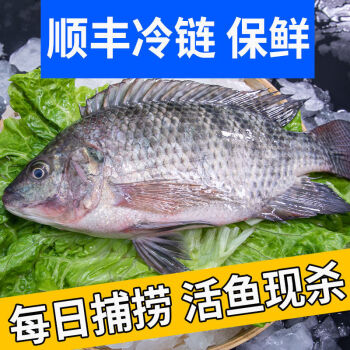 罗非鱼烤鱼腌制三去大罗非鱼鲷鱼开背后1.4斤非脆肉活鱼冷冻批发 1.