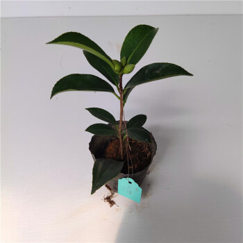 四季茶花夏日七芯夏梦小璇夏梦文清四季华林红色珍贵四季茶夏梦文清含