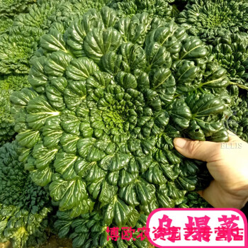 乌塌菜种子又称黑白菜高钙养心菜野菜籽四季阳台盆栽蔬菜种孑黑乌塌菜