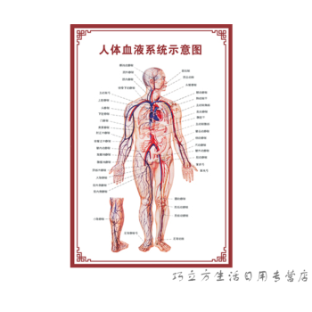 人体内脏解剖系统示意图医学骨骼肌肉器官血管血液结构图医院海报