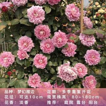 月季花苗藤本月季花苗欧月藤大花浓香爬藤植物绿植盆栽花卉梦幻褶边4