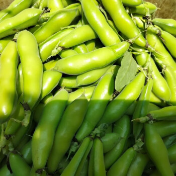 农家自种云南蚕豆新鲜带壳胡豆生绿嫩蚕豆青豆荚蔬菜5斤装精选新鲜