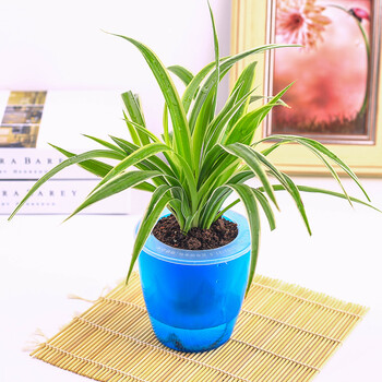 艾枫 含盆送土 24款水培植物 绿植小盆栽 花卉盆栽 观