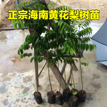 海南黄花梨树苗正宗降香黄檀名贵木材树种子花卉庭院金丝楠沉香sy直径