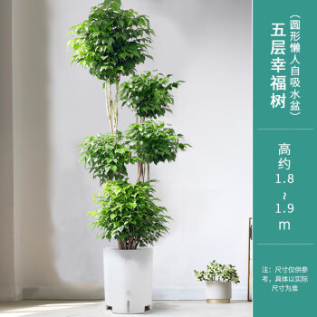 盆栽绿植大型植物客厅室内北欧大植物绿宝好养办公室花卉真五层幸福树