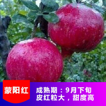 苗南方北方种植庭院地栽盆栽当年结果耐寒特大红石榴蒙阳红石榴三年苗