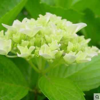 丁香花树苗耐寒耐旱庭院花卉盆栽地栽植物室外绿化苗木批发景观风景