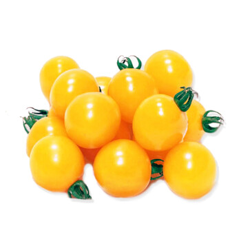 特色小黄樱桃番茄种子秋季冬季早熟抗病高产高糖阳台室内盆栽水果