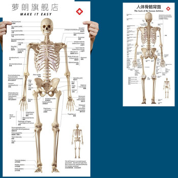 萝朗标准人体骨骼图大挂图片全身高清人体骨骼结构图解剖图全身海报pp