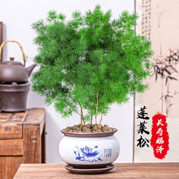 蓬莱松盆栽生肖猴室内植物盆景耐寒植物四季常好养花卉室内小盆景青