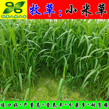波思菊小米草种子 鱼虾蟹牧草籽雀叶稗湖南稷子 高产耐水淹耐旱