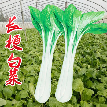 高梗白菜种籽高杆青菜种子油菜阳台盆栽腌酸菜秋季冬四季蔬菜种孑绿领