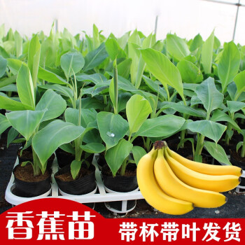 香蕉树苗矮化蕉苗粉蕉苗皇帝蕉苗香蕉苗红香蕉苗安南蕉30厘米高4棵15