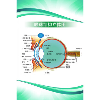 眼球解剖图泪腺分布图人体眼部肌肉血管结构图医院眼科宣传画海报眼球