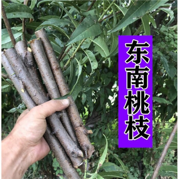 桃木枝挂件客厅桃木枝桃木树枝桃木挂件泰山野生新鲜东南桃树枝桃木枝