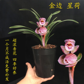 帝王妃兰花兰花红珍珠妃兰花苗金边鹤艺矮种线艺建兰四季兰浓香花卉