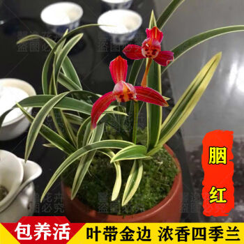 金边兰花红凤荷冠四季兰开花浓香矮种夏带花苞金边胭红四季兰浓香型5