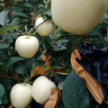 树苗冰糖芯苹果树苗红肉苹果苗南北方庭院盆栽地栽当年结果 奶油苹果