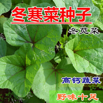 冬寒菜种籽冬苋菜种孑马蹄菜高钙菜野菜盆栽田园秋冬四季蔬菜种子鲜嫩