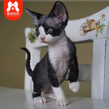 鲁菏星皓德文卷毛猫幼猫崽宠物猫幼活体公母黑白色虎斑开脸红虎斑活物