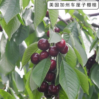 美国加州车厘子5年苗(当年结果) 七年苗