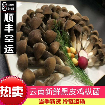 顺丰云南菌特产新鲜黑皮鸡枞菌长根菇酒店养生蘑菇食材食味缘新鲜1500