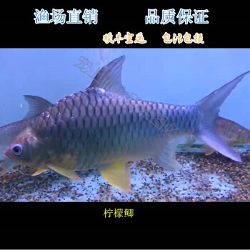 短身泰国鲫鱼元宝鲫金元宝短身柠檬鲫发财鱼热带观赏鱼活体柠檬鲫2630