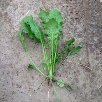 波思菊 蒲公英种子食用高产蒲公英苗春季盆菜荠荠菜蔬菜青菜家庭马蜂