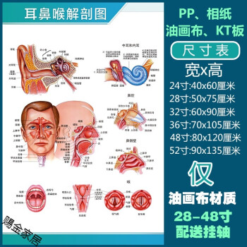 人体解剖彩色学骨骼结构图神经肌肉五脏六腑淋巴示意解刨器官挂图默认