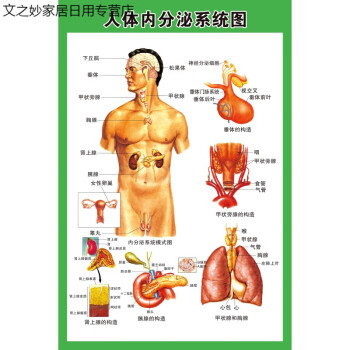 器官心脏结构图医院海报人体内分泌系统图pp胶薄撕开即贴4060厘米24寸